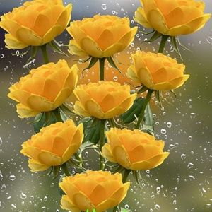 Meet your Posher, Nadine